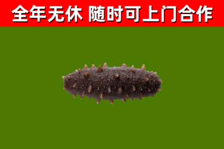 贺州回收海参干